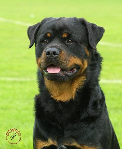 Rottweiler 9W025D-028.JPG